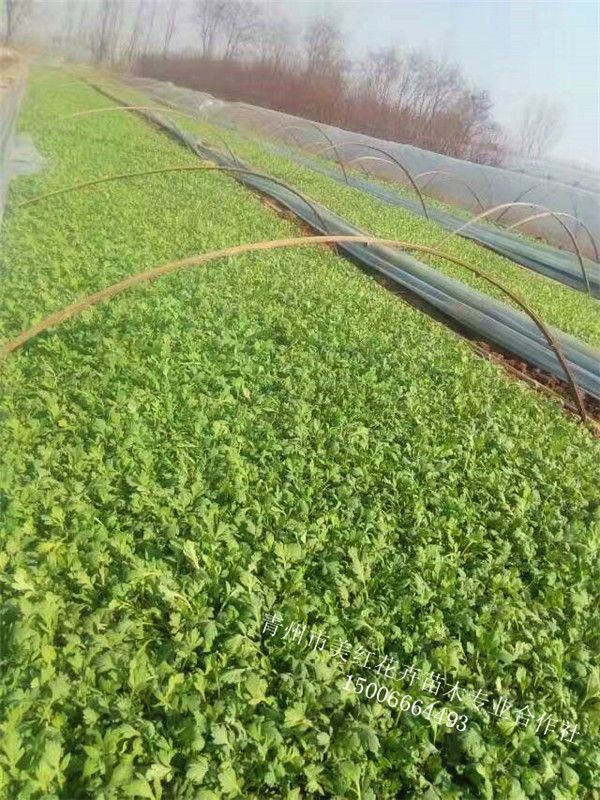 虞美人營養缽苗