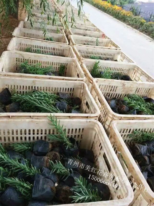 薰衣草裝箱發貨