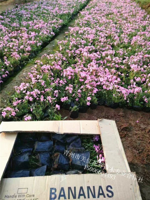 芝櫻裝箱
