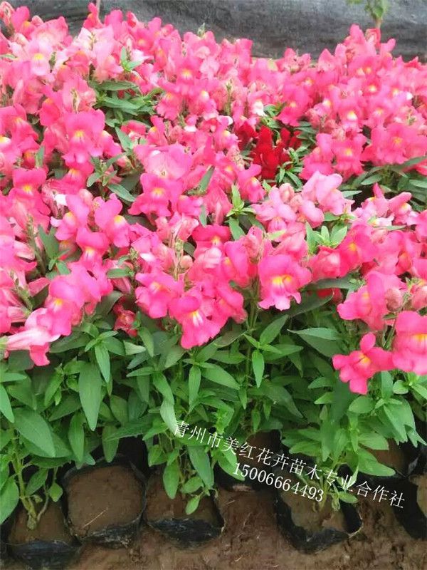 夏天苗木種植如何提高成活率？