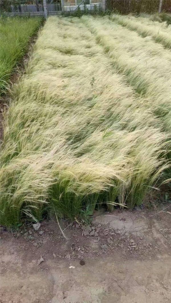 細莖針茅